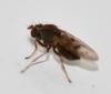 Philygria flavipes